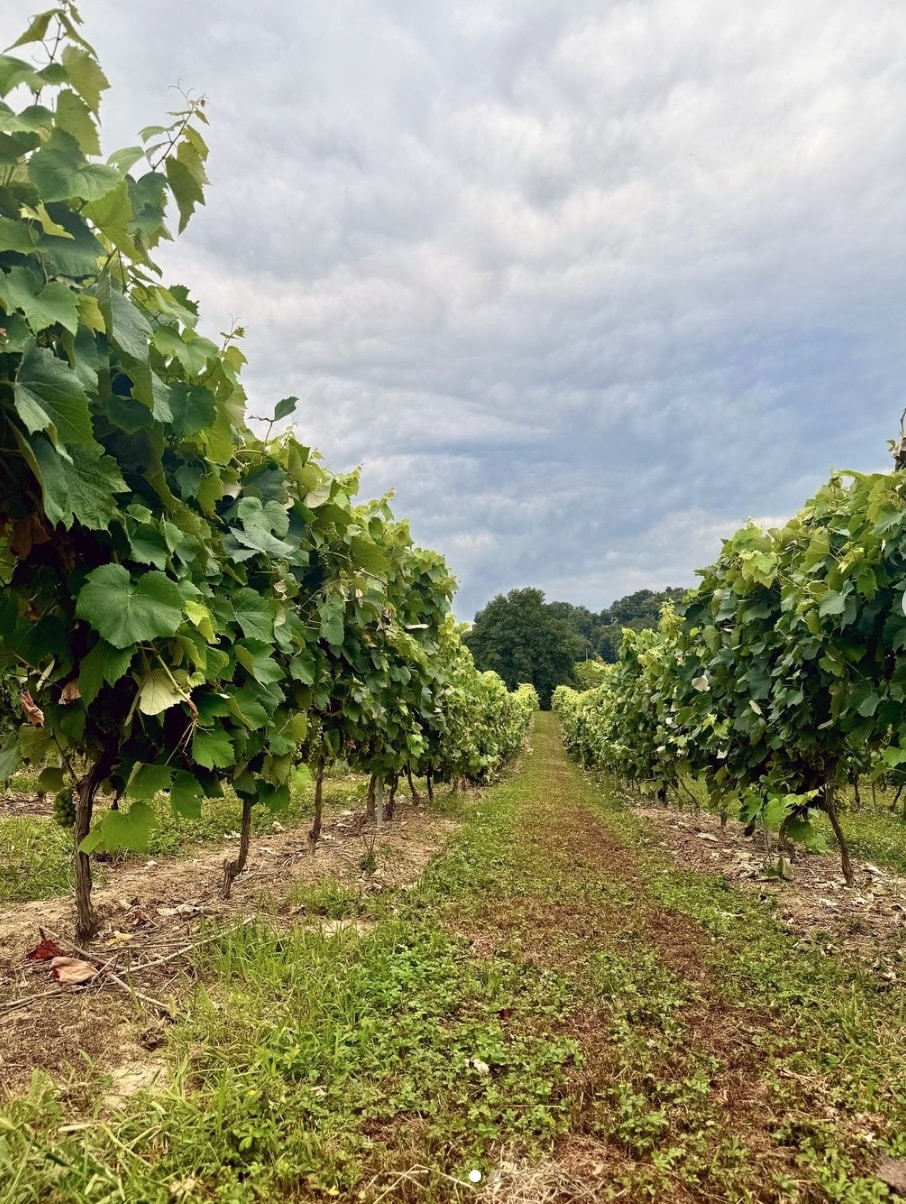 Vignes du Domaine de Marquestau en Bas-Armagnac, dans les Landes