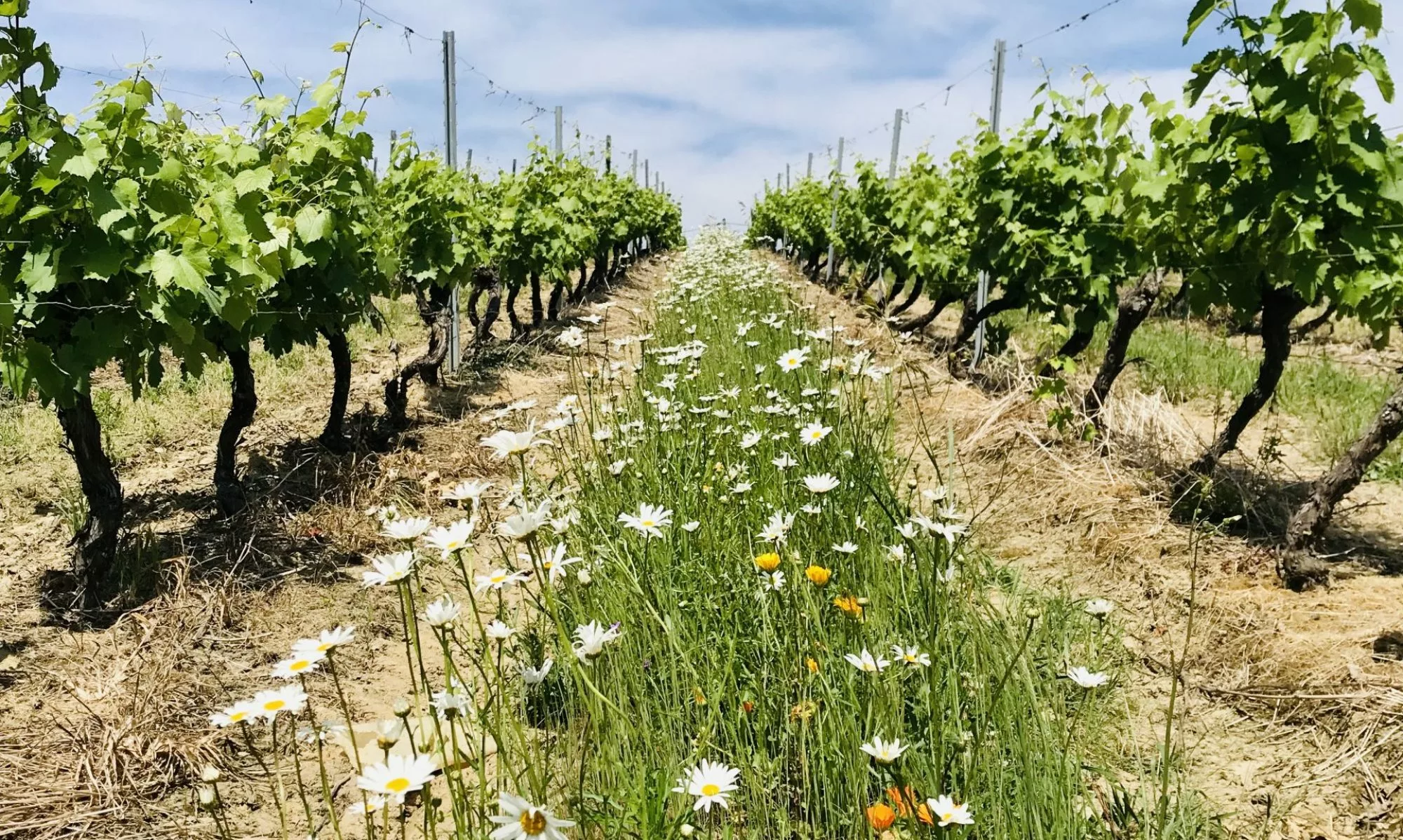 Vignes de baco et d’ugni blanc du Domaine de Marquestau, en Bas-Armagnac